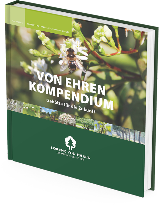LvE Kompendium (alt)